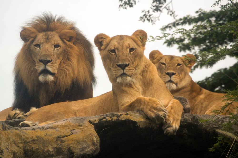 Family of Lions showcasing territorial behaviors and lion dominance through rituals