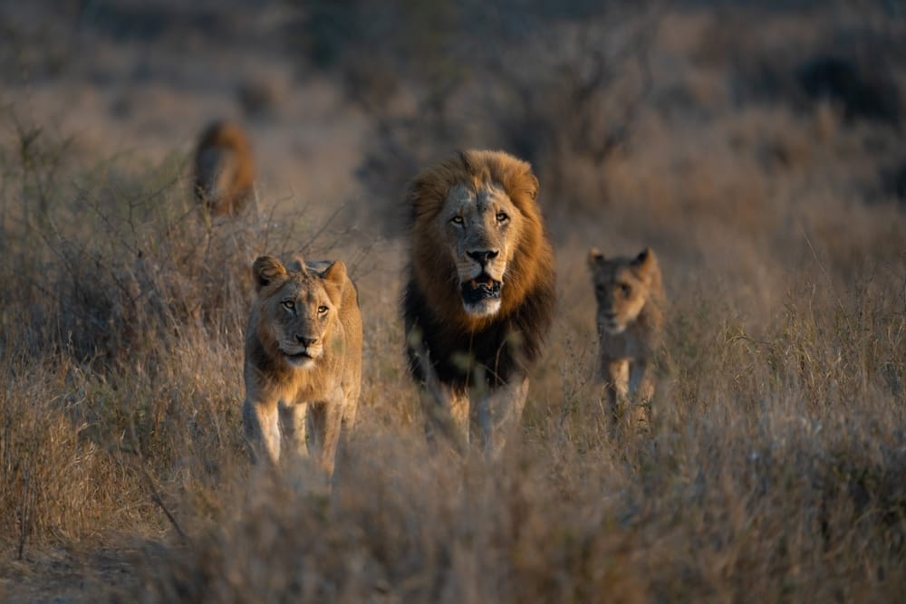Pride interactions and rituals in natural habitats capturing a lion pride walking through the dry savanna with majestic male lions in the middle