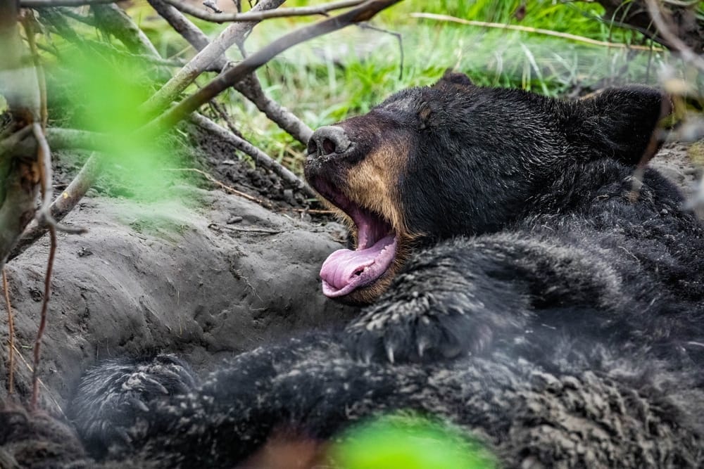 Cute black bear emerging from hibernation showcasing natural bear rituals and foraging behavior