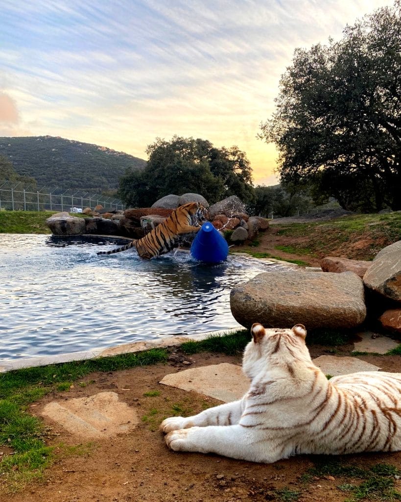 beautiful-tigers-playing-in-their-spacious-natural-habitat-recreation-at-Lions-Tigers-&-Bears-San-Diego's-best-big-cat-rescue-animal-sanctuary-visit-today-make-a-donation-online-to-benefit-exotic-animals-responsible-wildlife-tourism-CA-animal-rescue-groups
