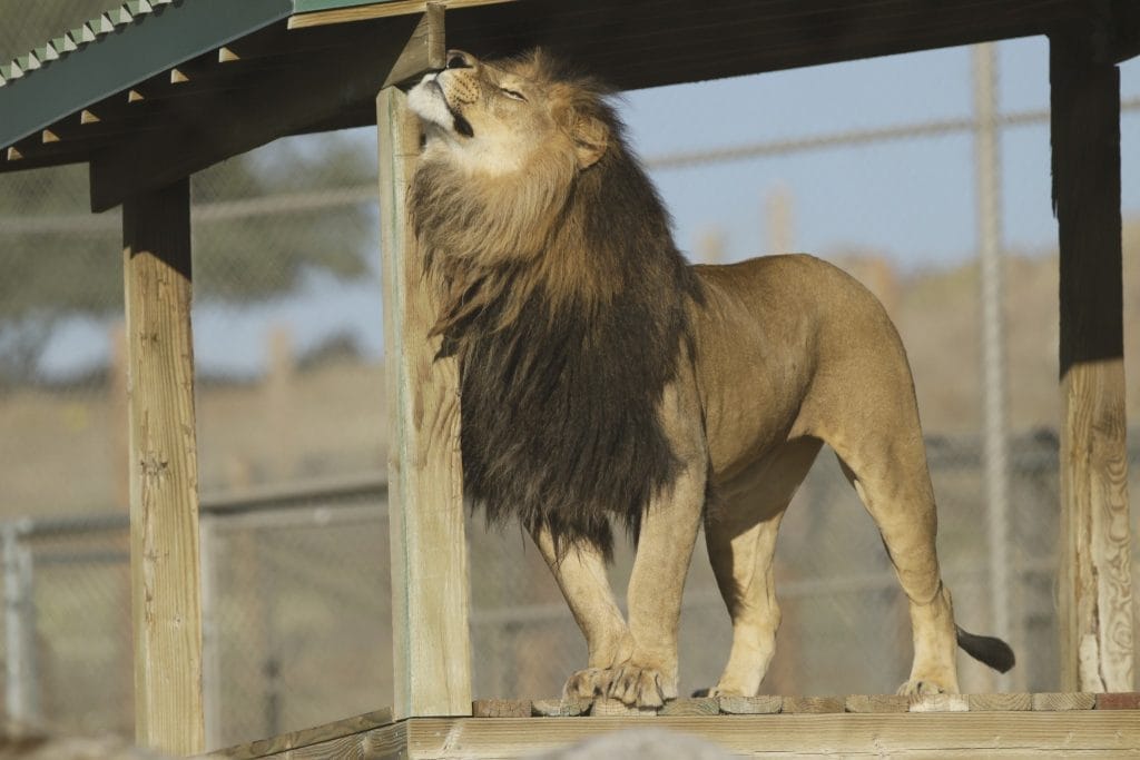 San-Diego-accredited-animal-sanctuary-for-big-cats-bears-lions-tigers-servals-bobcats-emu-domestic-animal-shelter-Amazon-wishlist-supplies-needed-to-care-for-exotic-animals