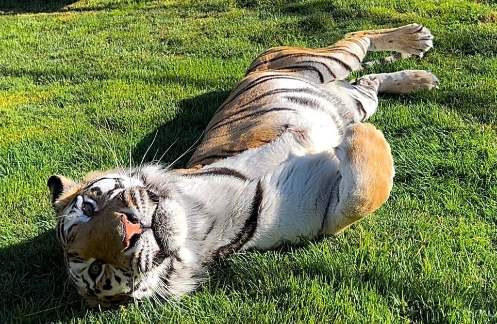 Kallie-Tiger-Rescue-at-Lions-