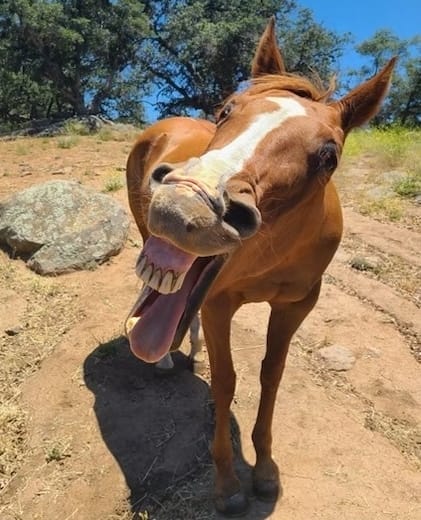 Dusty-our-happy-rescued-horse-beef-cattle-wild-pigs-exotic-animals-domesticating-horses-dairy-cows-sense-of-smell-volunteer-with-us