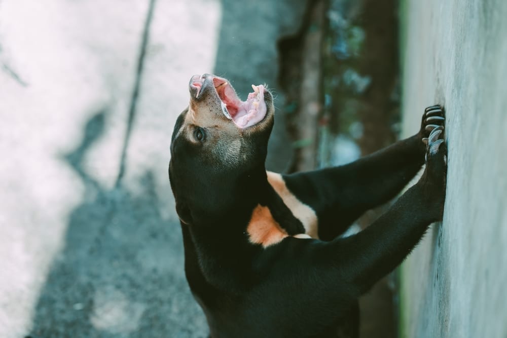 bears-should-climb-trees-North-America-great-plains-females-with-cubs-bile-farming-illegal-wildlife-trade