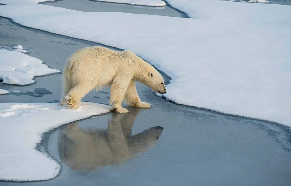 bear-hounding-home-ranges-grizzly-bear-populations-rocky-mountain-Alaska-northern-polar-region-Artic-National-Wildlife-Refuge-ANWR