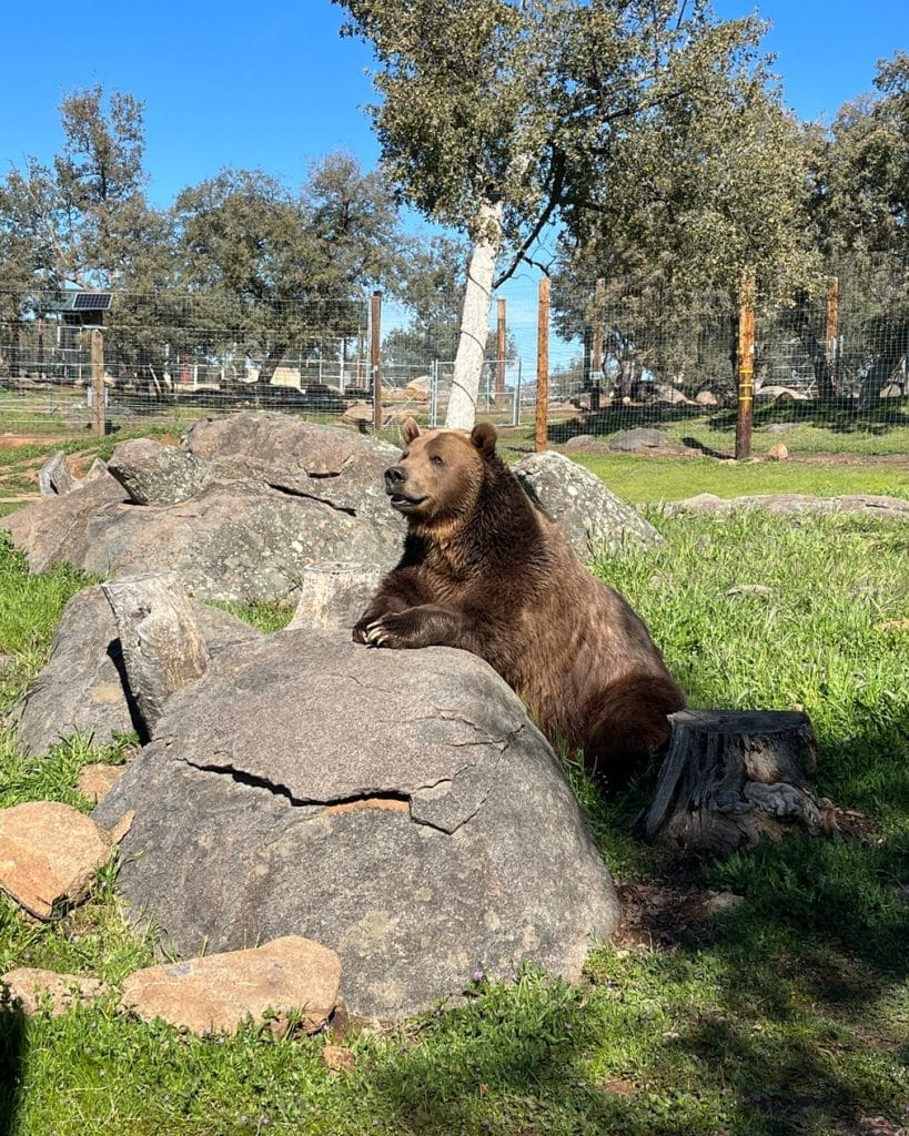 Rocky-wildlife-rescue-from-Hollywood-entertainment-industry-animal-cruelty-exploitation-help-us-rescue-wildlife-San-Diego-California