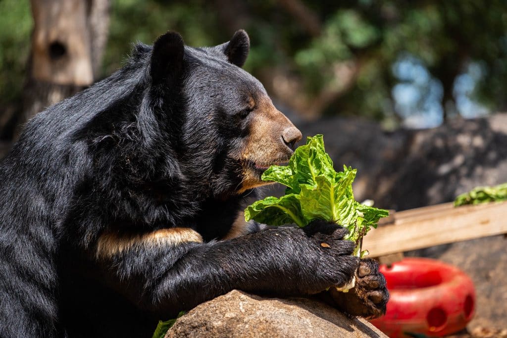 sun-bear-American-black-bear-ecological-role-in-nature-forests-North-America-recovery-zones-sense-of-smell-food-source-wildlife-rescue-animal-sanctuary-San-Diego-CA