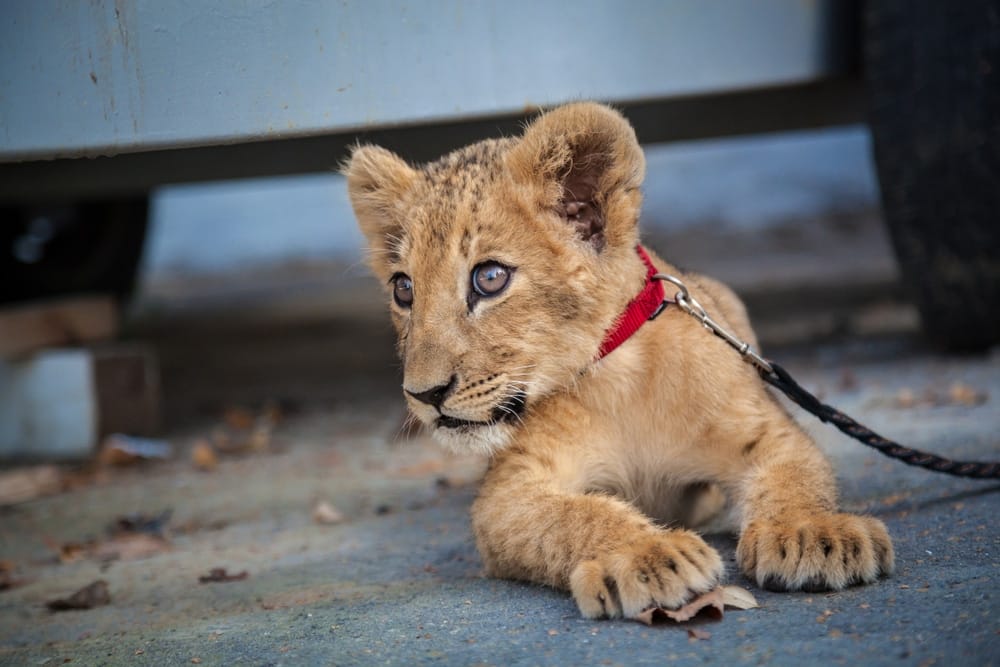social-media-black-market-exotic-animals-animal-welfare-unethical-cub-petting-tourist-attractions-San-Diego-California