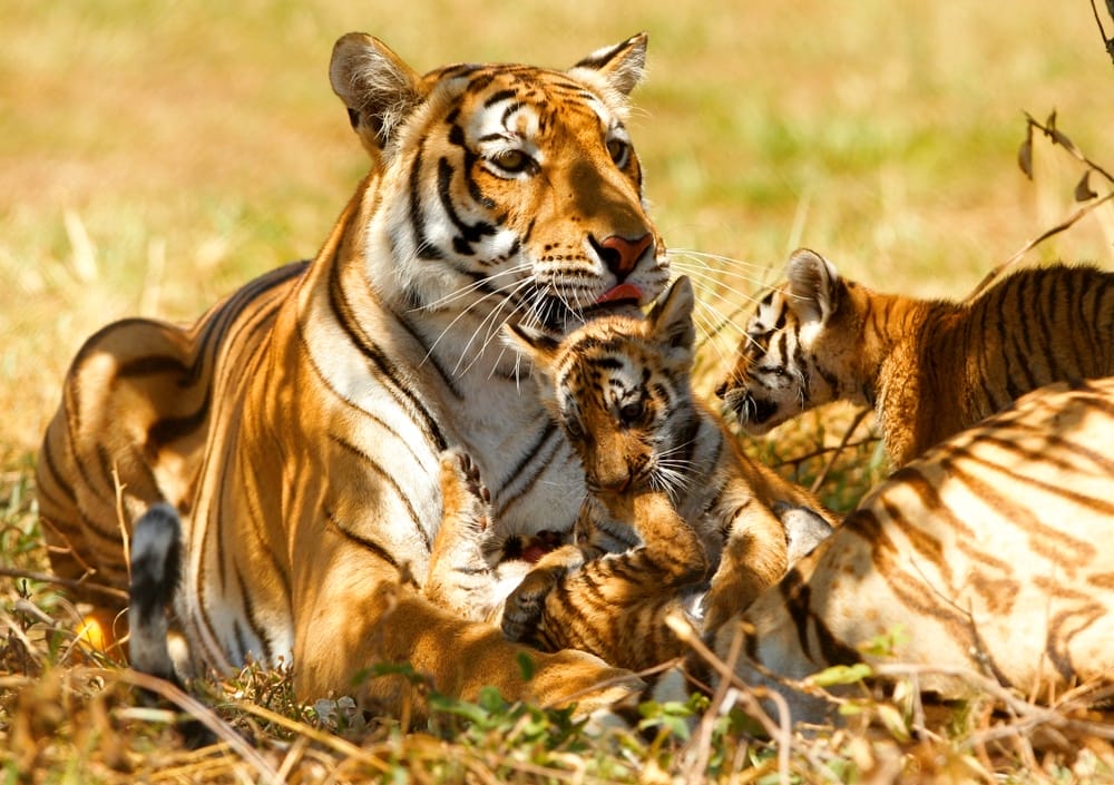 an-ambush-of-tiger-female-with-her-cubs-in-nature-as-opposed-to-unethical-roadside-zoos-wild-animals-United-States-prohibit-the-private possession-of-wildlife-exotic-animal-rescue