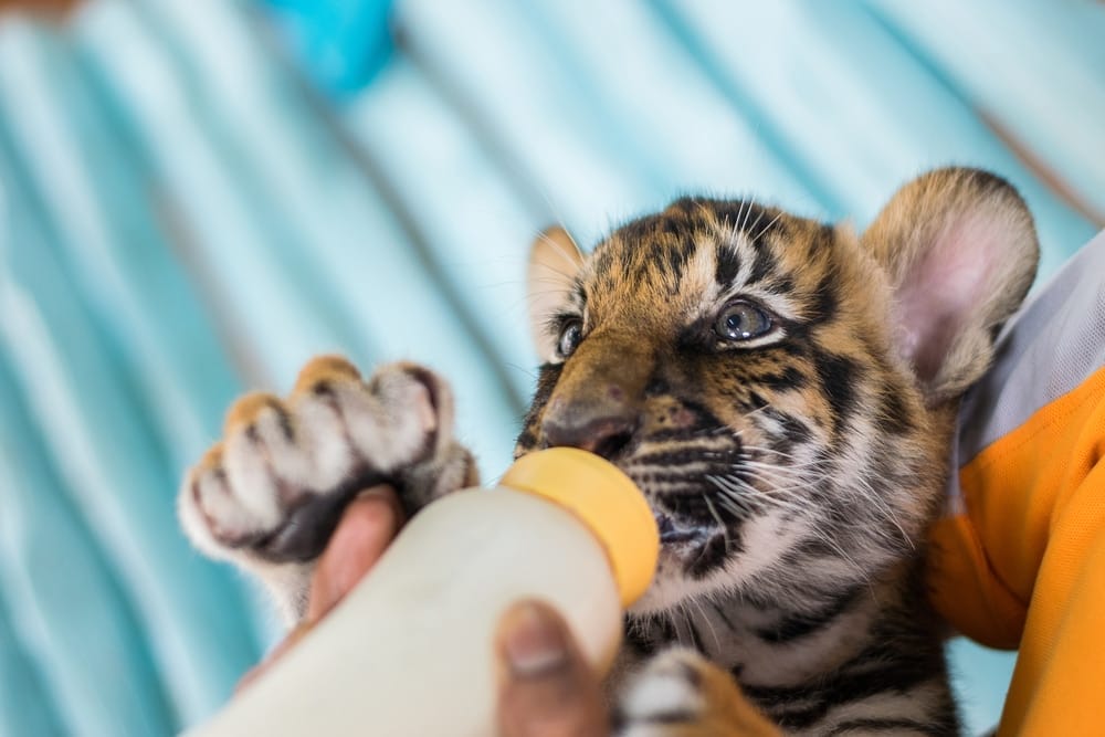 cub-abuse-press-release-roadside-zoos-and-aquariums-cub-petting-harms-the-animal-big-cats