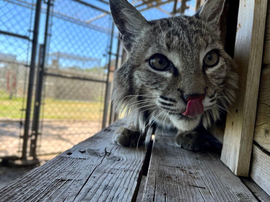 bobcats-in-the-United-States-understanding-their-role-in-nature-Atlas-at-San-Diego-animal-sanctuary-Lions-Tigers-and-Bears-wildlife-rescue