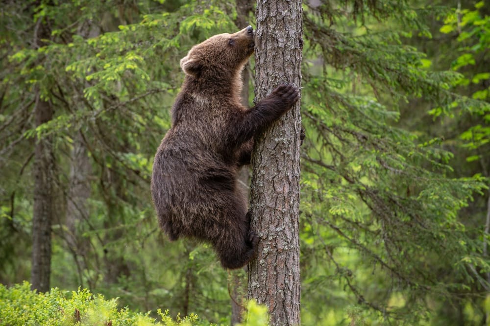 dont-climb-a-tree-safe-distance-plan-an-escape-route-aggressive-bears-California-wildlife-Yosemite-National-Park