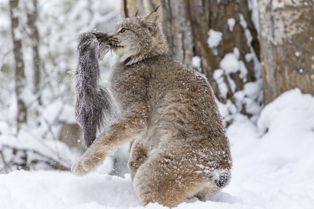 bobcat-size-larger-than-a-house-cat-average-30-pounds-bobbed-tail-habitat-destruction-accredited-animal-sanctuary-Alpine-CA