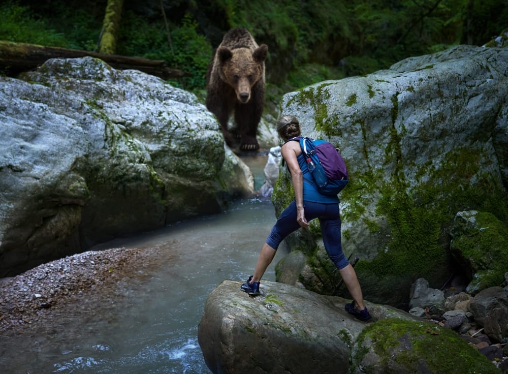 bear-encounters-outdoor-activities-stay-safe-in-nature-national-parks-California-wildlife-play-dead-bear-country-make-loud-noises-social-media-trends