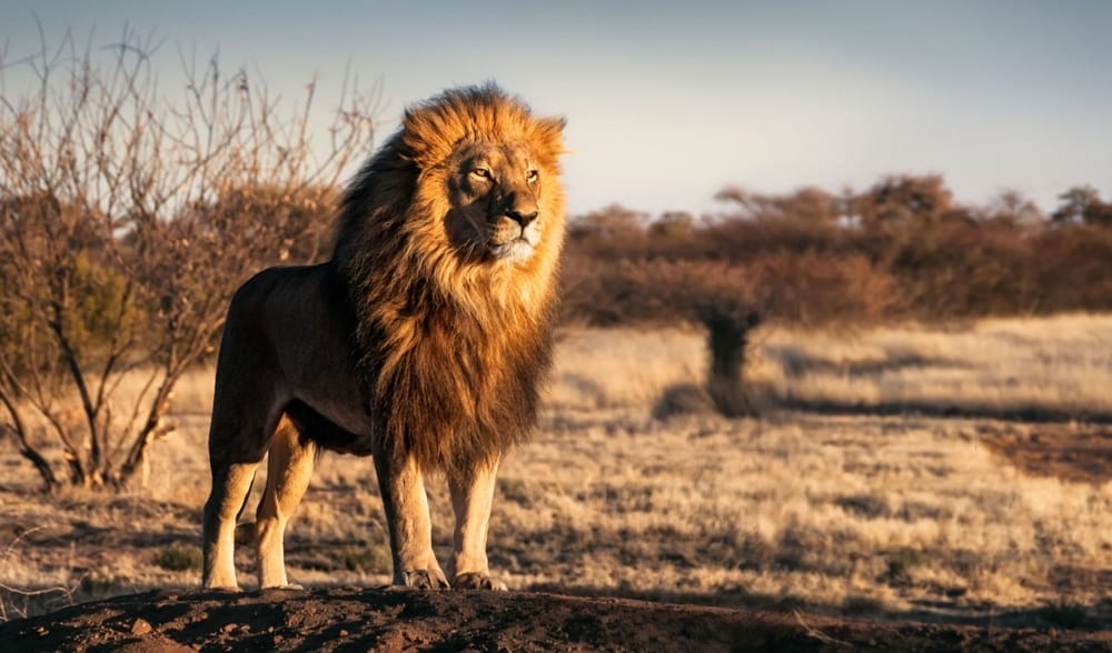 king-of-the-jungle-African-lion-cubs-National-Geographic-IUCN-red-list-wildlife-sanctuary-accredited-animal-sanctuary-San-Diego-Lions-Tigers-and-Bears-Bobbi-Brink