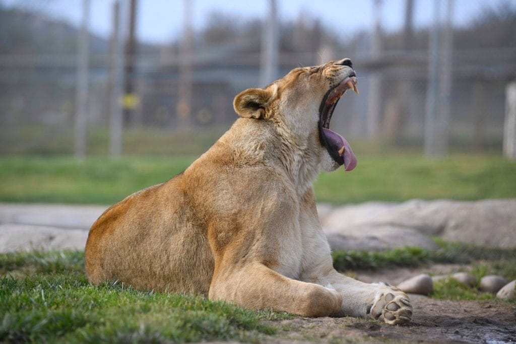 lion-roar-king-of-the-jungle-gestation-period-habitat-loss-lion-tiger-roar-accredited-animal-sanctuary-San-Diego