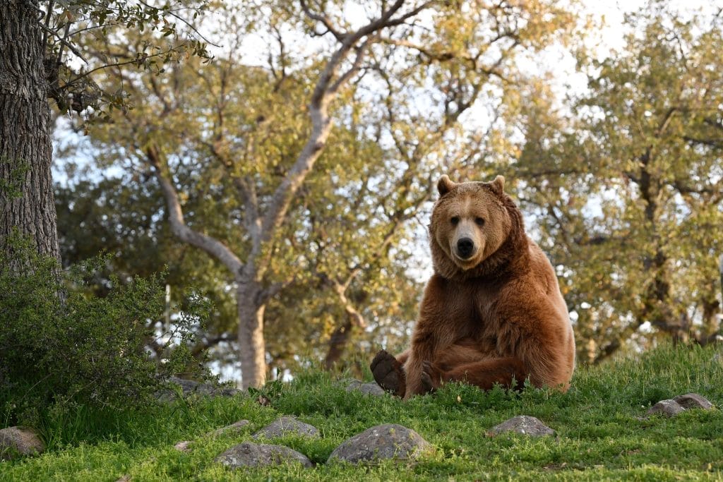 meet-the-bears-at-Lions-Tigers-&-Bears-San-Diego-animal-sanctuary-wildlife-rescue-black-bear-moon-bear-grizzly-bears-big-cats-exotic-animal-species