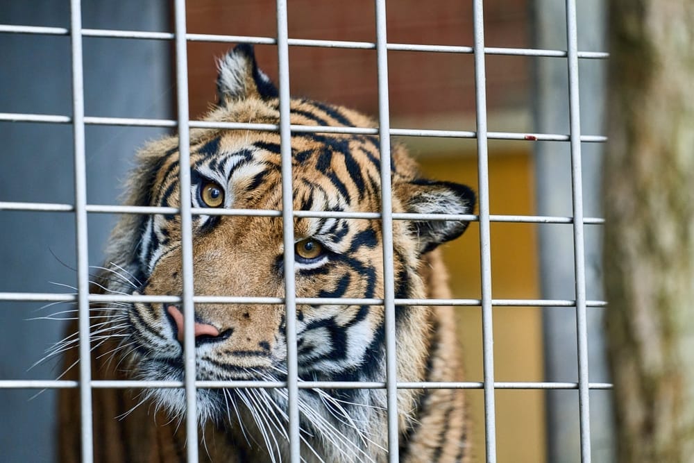 endangered-species-big-cats-exotic-animal-sanctuary-tiger-cub-roadsize-zoos-unaccredited-animal-attractions-animal-abuse-neglect