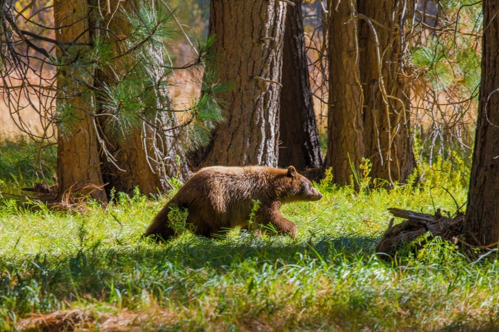 bear-spray-stay-safe-hind-legs-stand-your-ground