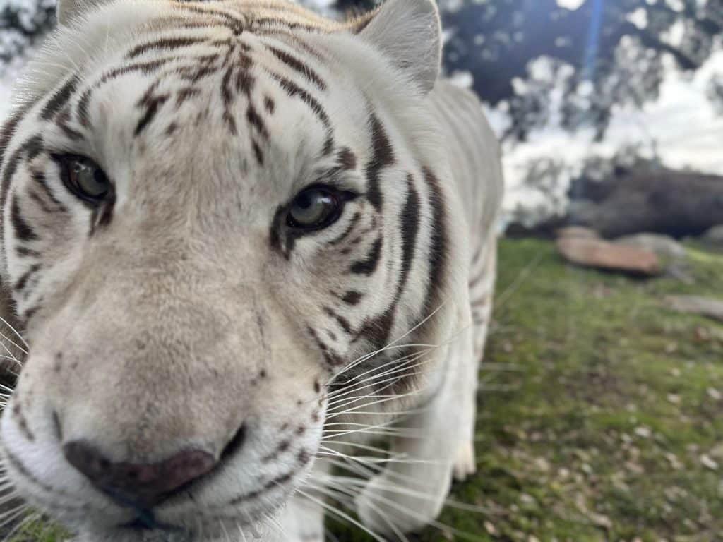Crystal-Nola-panthera-tigris-white-tiger-at-San-Diego-Animal-Sanctuary-Lions-Tigers-and-Bears-in-Alpine-California-educational-opportunities-kids-day-camp-school-field-trips-donations-appreciated-help-us-rescue-exotic-wildlife-companion-animal-group-size-wildlife-eductaion-lives-of-animals-presentation-guided-tour-visits