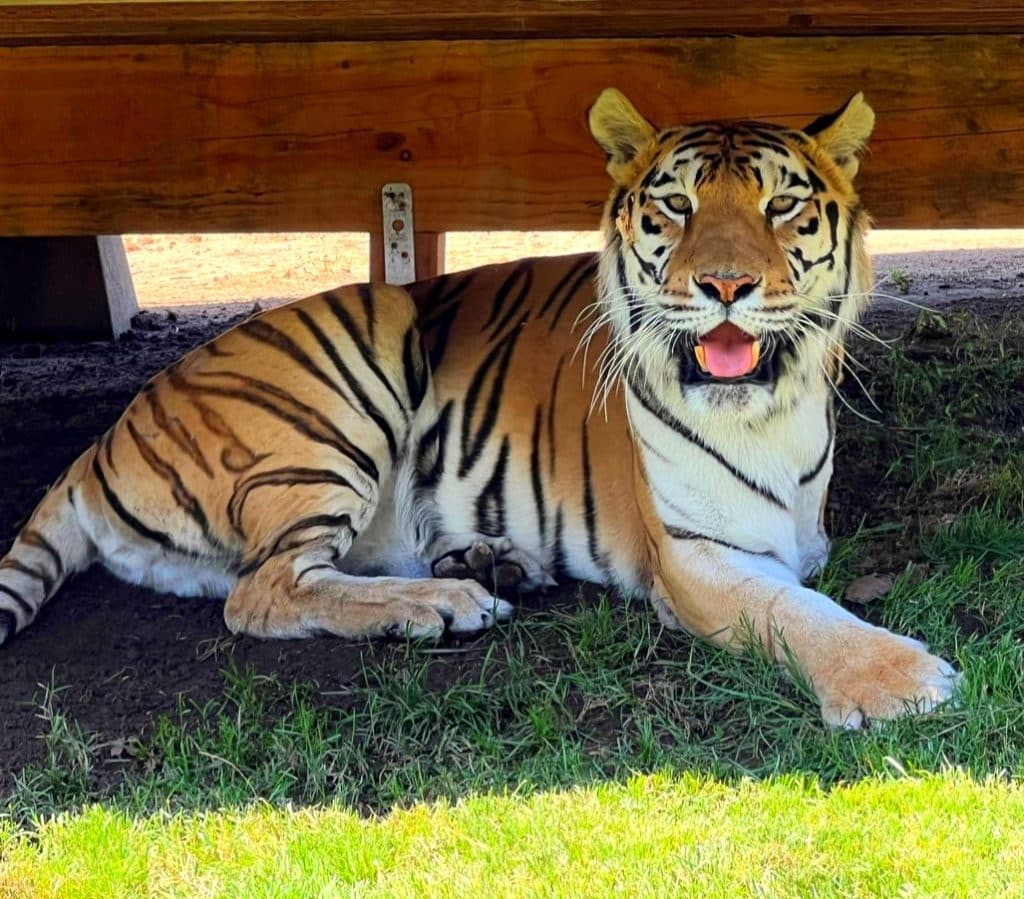 Kallie-tiger-at-San-Diego-Animal-Sanctuary-Lions-Tigers-&-Bears-20-years-small-head-natural-habitats-our-mission-is-saving-abused-neglected-exotic-animals-from-the-illegal-wildlife-trade-California