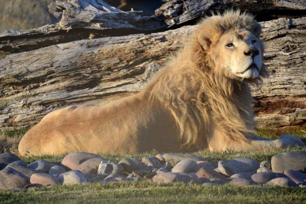 bit-cats-guided-tours-United-States-saving-and-protecting-wildlife-volunteer-opportunities