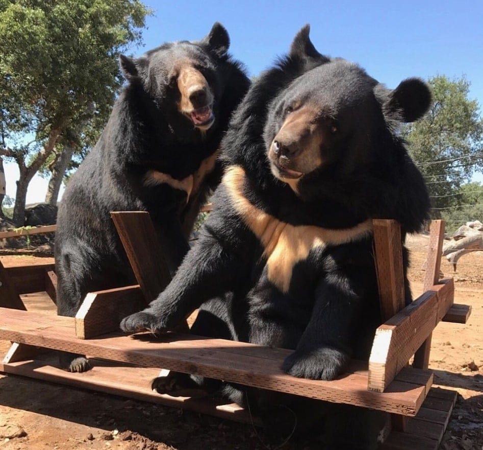 Teddy-and-Baloo-Ursus-thibetanus-Himalayan-black-bears-brothers-rescued-by-Lions-Tigers-and-Bears-in-2014-forever-home-please-donate-today-to-help-wildlife