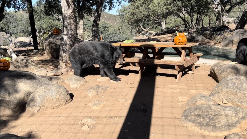 mental-stimulation-animal-welfare-sensory-stimulation-animal-behavior-social-interactions-wildlife-enrichment-programs-bears-lions-servals-tigers-big-cat-rescue