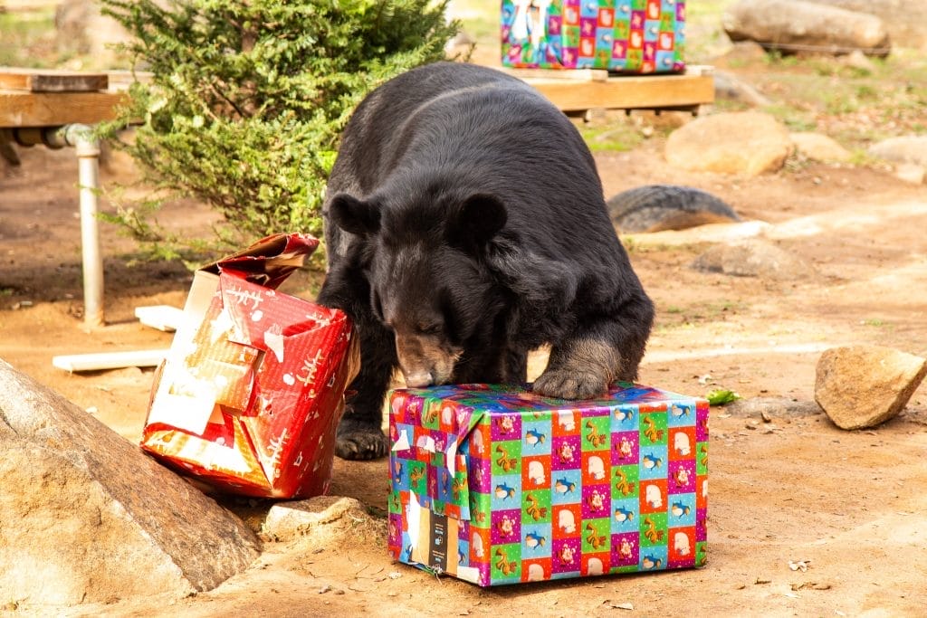 exotic-animal-sanctuary-San-Diego-food-based-enrichment-programs-wild-animals-mental-health-food-puzzles-prevent-zoochosis