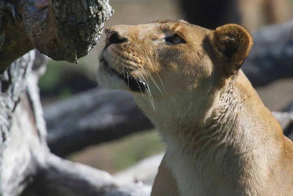 wild-animals-mental-health-zoochosis-problem-solving-animal-enrichment-food-items-physical-health-social-behavior-natural-instincts-Lions-Tigers-and-Bears-San-Diego-California-accredited-exotic-animal-sanctuary-wildlife-rescue