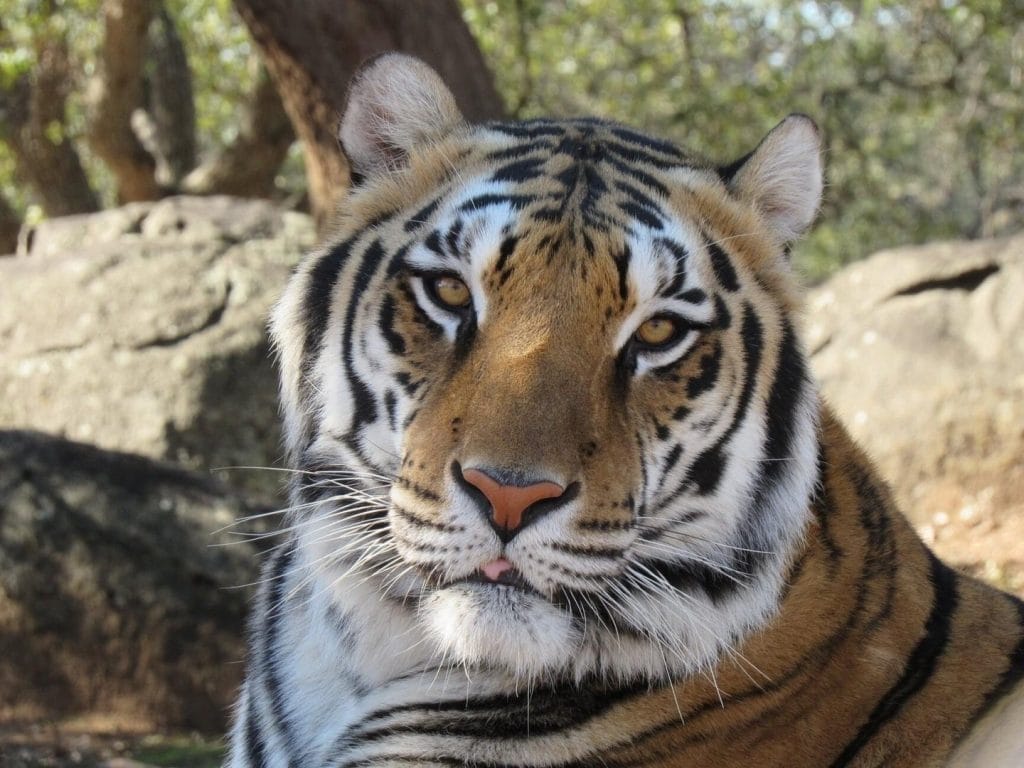 wild-tigers-the-San-Diego-Animal-Sanctuary-Lions-Tigers-and-Bears-California-wildlife-rescue-big-cats-exotic-animals-visit-us-today-educational-tours-school-field-trips-donate-to-help-animals-camera-traps