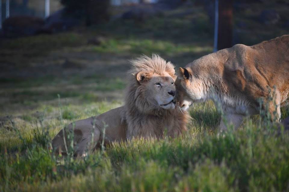 social-interactions-animal-care-big-cats-exotic-animal-sanctuary-San-Diego-animal-mental-health-programs