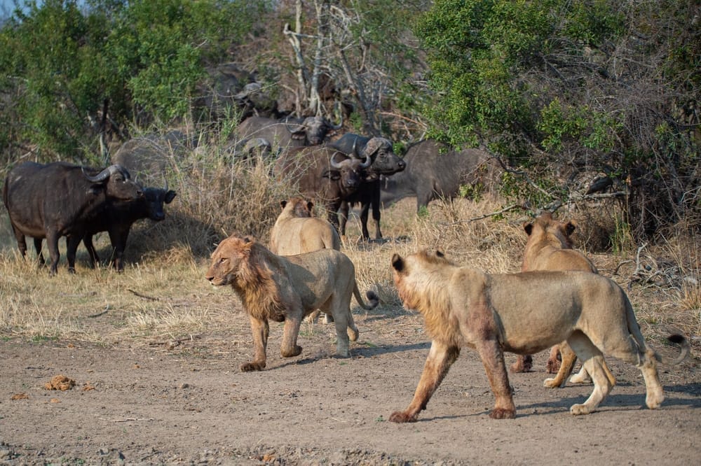 the-role-of-apex-predators-food chain-lions-hunting-cape-buffalo-ecosystem-keystone-species-exoitc-animal-sanctuary-San-Diego-educational-programs