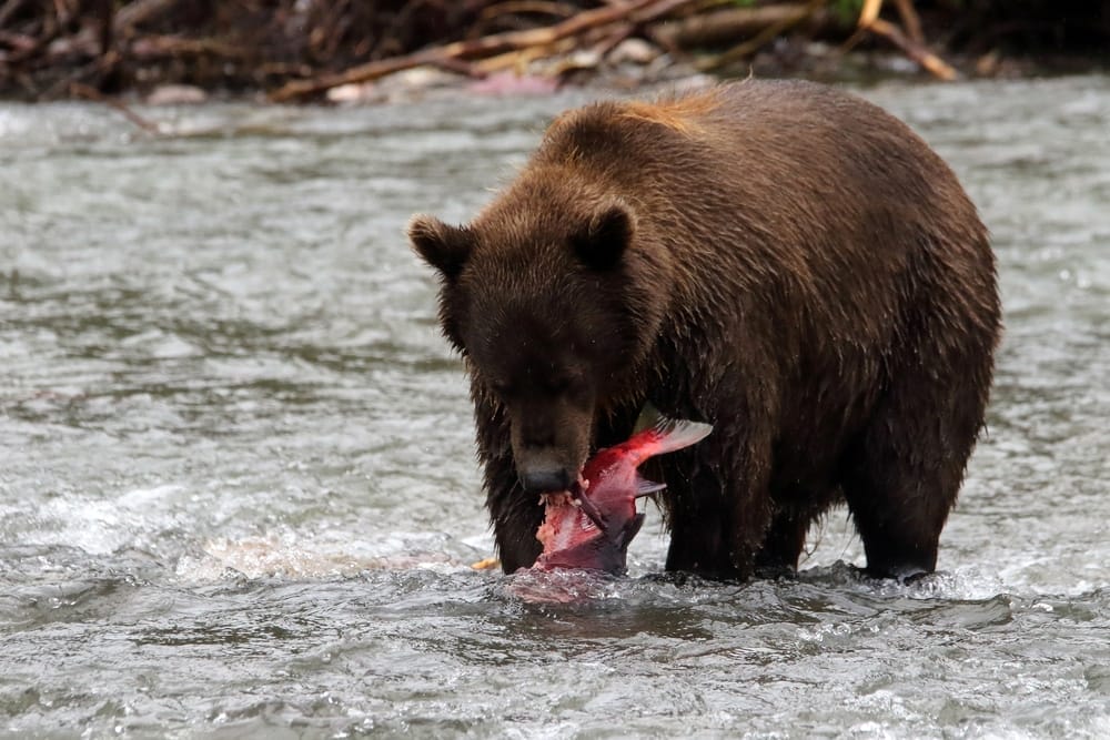 black-bear-Yellowstone-National-Park-North-America-polar-bear-grizzly-bear-apex-predators-top-of-the-food-chain-Alaska-San-Diego-California-exotic-animal-sanctuary-Lions-Tigers-and-Bears