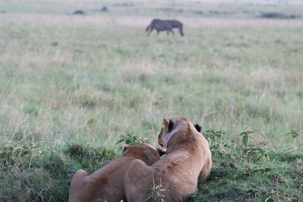 habitat-loss-Lions-hunting-on-African-savanna-square-mile-endangered-species-act-eat-plants-million-years-food-sources