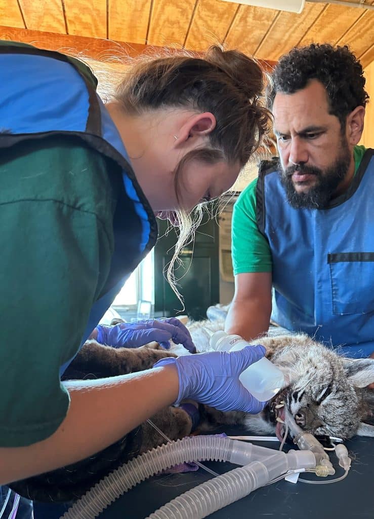 San-Diego-volunteer-opportunities-social-media-animal-welfare-wide-range-volunteer-program-learn-about-veterinary-medical-care-Lions-Tigers-and-Bears