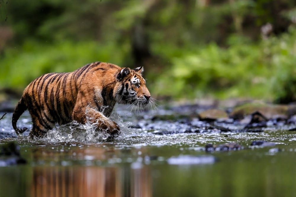 keystone-species-birds-of-prey-trophic-levels-great-white-shark-plants-and-animals-Siberian-Tiger-hunting-in-natural-habitat-protection