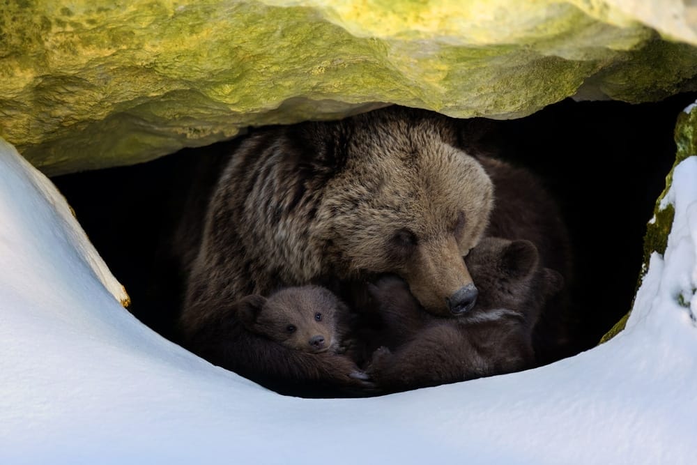 bear-hibernation-science-behind-brown-bears-long-winter-sleep-metabolic-rate-long-distance-conserve-energy-bodily-functions
