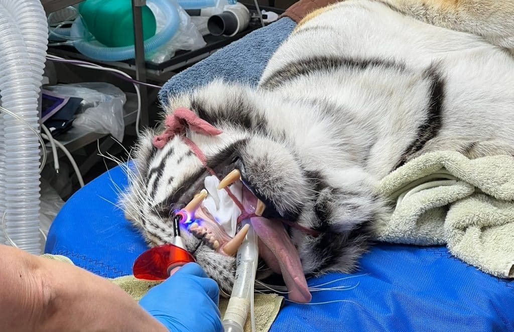wildlife-veterinarian-exotic-animals-animal-rescue-extensive-training-knowledge-of-specific-species-injured-or-orphaned-big-cat-rescue