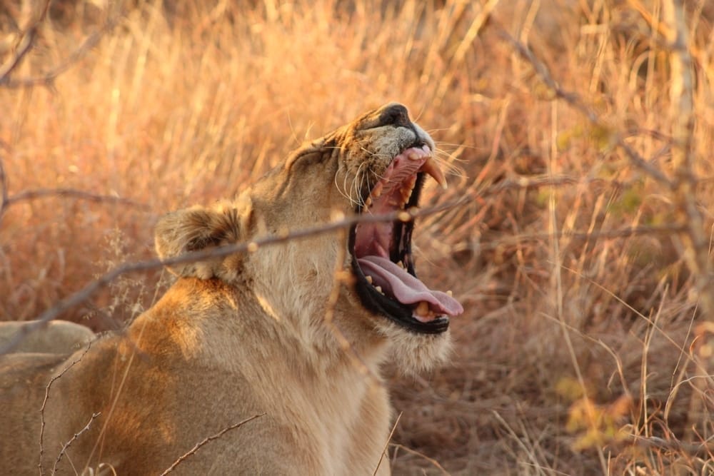 South-African-desert-lion-populations-alternative-food-sources-conserve-water-hunting-antelope-illegal-wildlife-trade