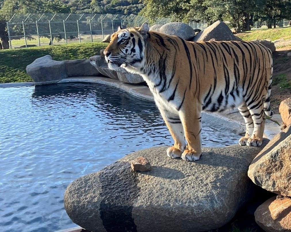 on-site-veterinarian-volunteers-care-for-the-animal-resident-animals-mountain-lions-tigers-serval-cats-wild-bears