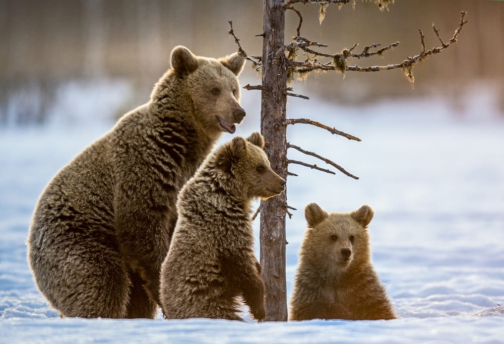 hibernating-animals-conserve-energy-bodily-functions-food-is-scarce-wildlife-biologist-studying-bears-cubs-accredited-San-Diego-Animal-Sanctuary-Lions-Tigers-and-Bears