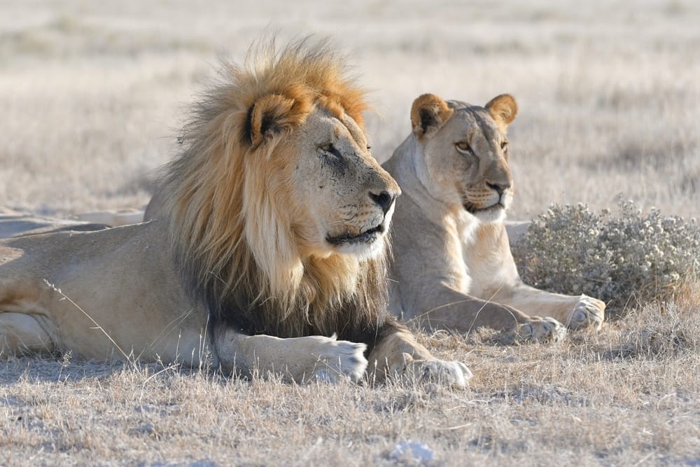 male-lion-lioness-in-Kalahari-Desert-Nambia-Etosha-national-park-South-Africa-panthera-leo-how-they-survive-in-dry-climates