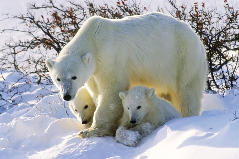 polar-bear-cubs-breathing-and-heart-rate-body-temperature-North-America-bear-hibernation-food-is-scarce-arctic-circle