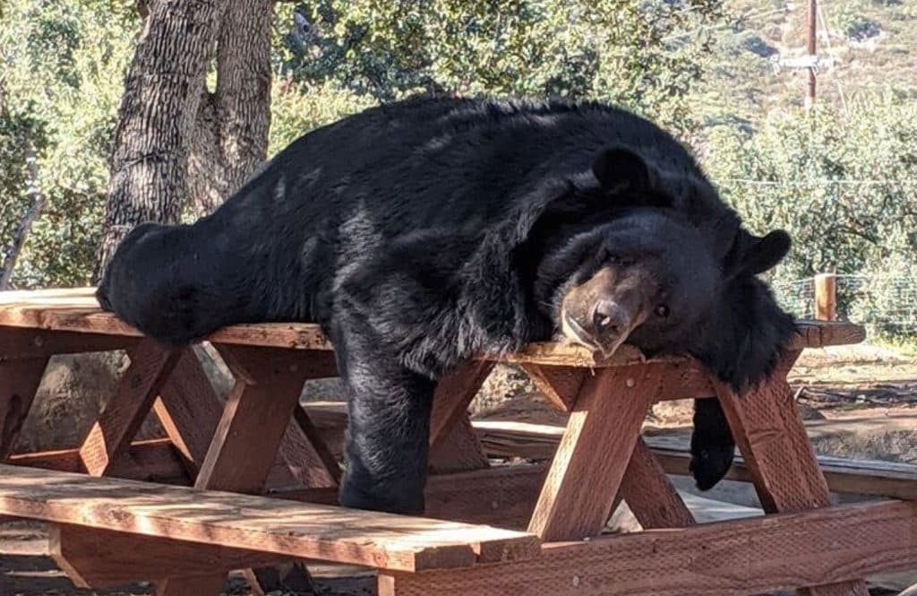 Meet-Teddy-Ursus-thibetanus-Asian-black-bear-living-at-San-Diego-exotic-animal-sanctuary-Lions-Tigers-and-Bears-visit-us-today-California-grizzly-bear-North-American-black-bears-learn-about-amazing-wildlife-rescue