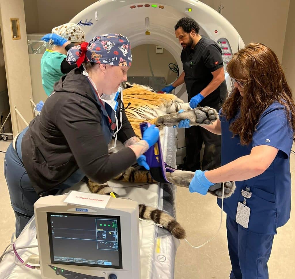 veterinary-care-for-health-and-wellness-of-exotic-animals-at-accredited-San-Diego-animal-sanctuary-Lions-Tigers-and-Bears-Bobbi-Brink