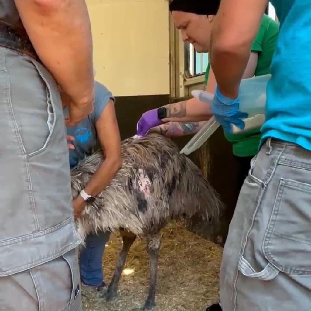 health-and-wellness-checkup-emus-full-time-veterinary-medicine-animal-care-animal-sanctuary-wildlife-rehabilitation-San-Diego-non-profit