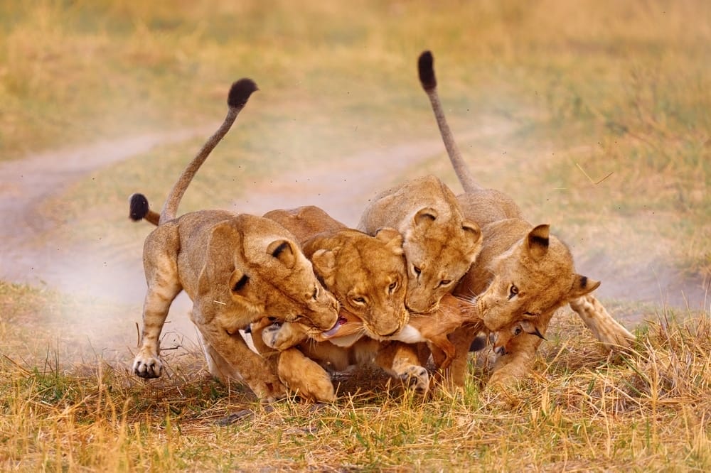 lion-cubs-catch-antelope-apex-predators-smaller-lion-pride-territorial-markings-African-lions-habitat-loss-community-conservation-and-ecotourism