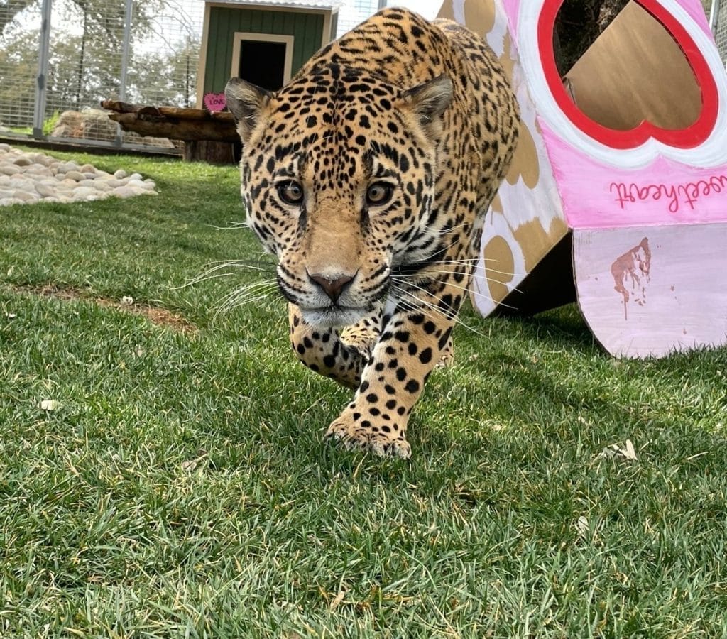 responsible-pet-ownership-never-buy-exotic-pets-for-sale-captive-animals-Eddie-the-jaguar's-story-zoos-and-aquariums-illegal-wildlife-trade