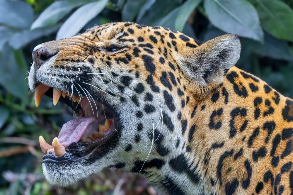wild-cats-exotic-cats-cat-species-jaguar-leopard-servals-tigers-lions-panthers-big-cat-sanctuary-wild-animals-panthera-onca